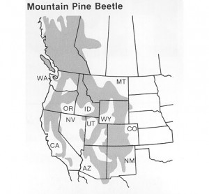 MAP2_beetle-kill-pine