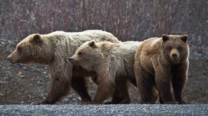 grizzly_bears-630