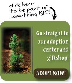 Pinecone Project – Adopt a Tree Program